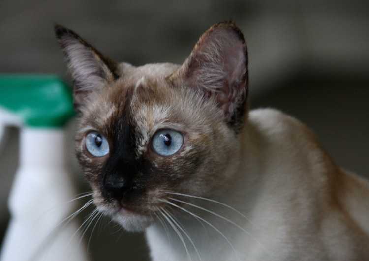 Кошки похожие на сиамских: породы, названия, отличительные особенности +видео