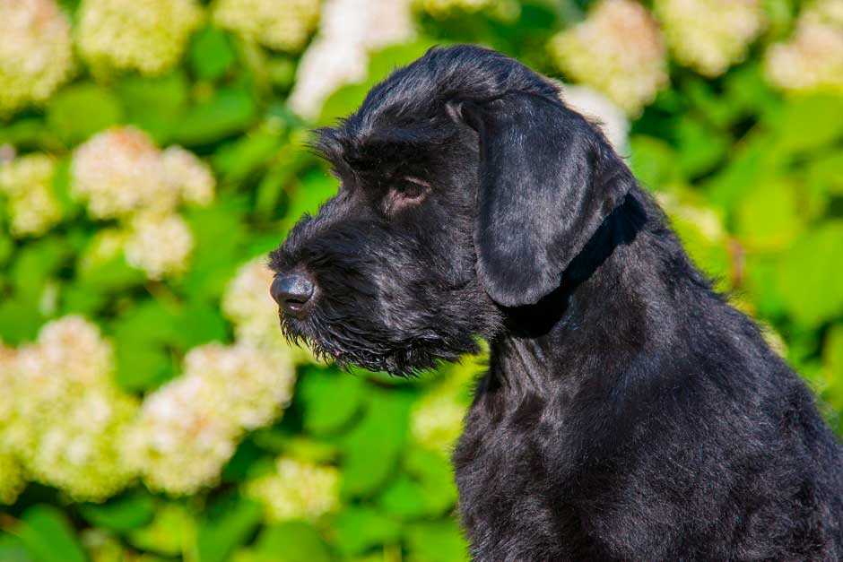 Ризеншнауцер собака. описание, особенности, уход и цена ризеншнауцера | sobakagav.ru