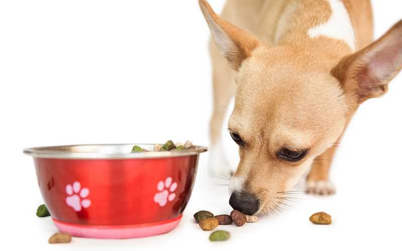 Как и чем кормить щенка чихуахуа: примерное меню в 1, 2, 3, 4 или 6 месяцев, режим кормления, список запрещенных продуктов