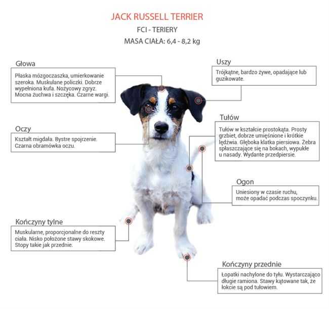 Джек-рассел-терьер описание и особенности породы | характеристика, характер, рост взрослой собаки