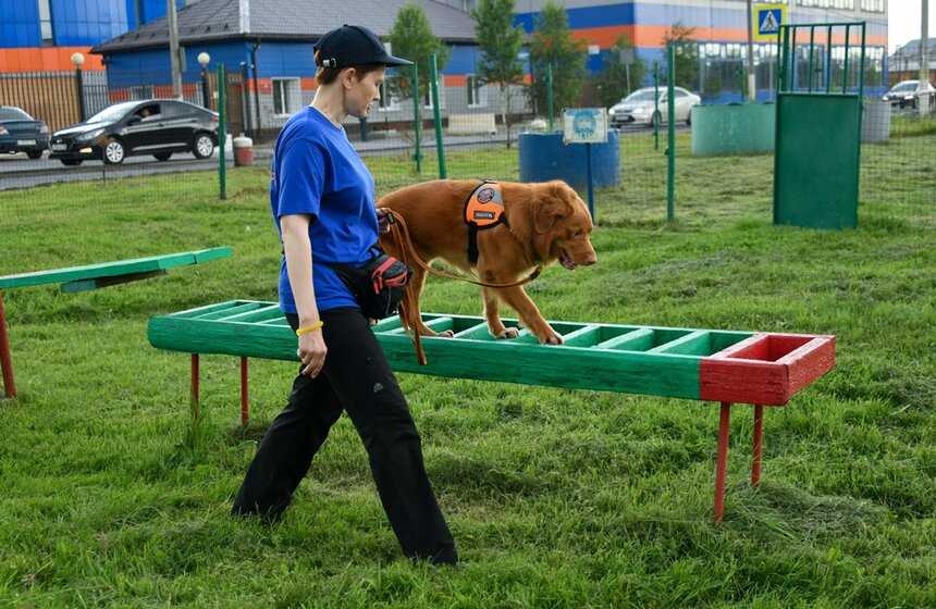 Тренажёры для собак: беговые, водные дорожки, колесо, уличные тренажёры, силовые, для реабилитации