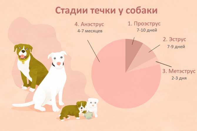 Течка у собак: сколько дней длится, симптомы начала и особенности