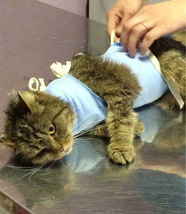 Когда кастрировать кота: все о процедуре кастрации с советами ветеринарного врача, как не допустить осложнений после операции