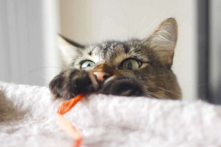 Кошка гадит на постель хозяев — что делать и как отучить правильно