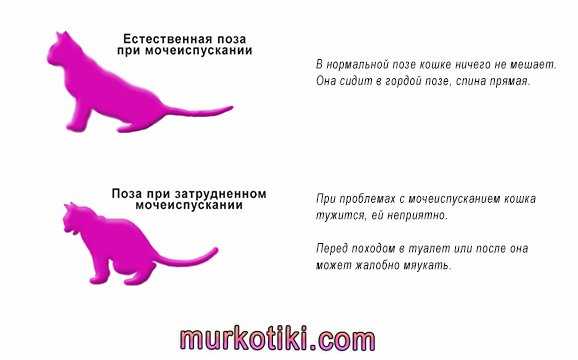 10 причин почему кот не ходит в туалет по большому - что делать - kotiko.ru
