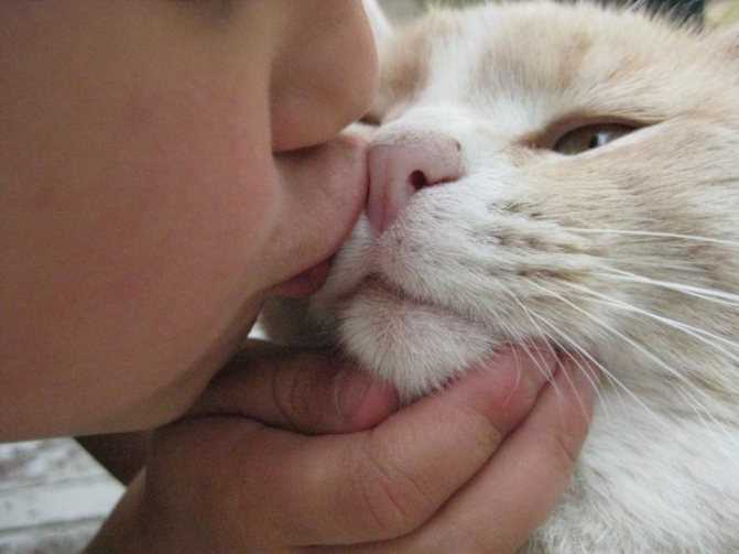 Почему нельзя целовать кошек? в чем кроется опасность?