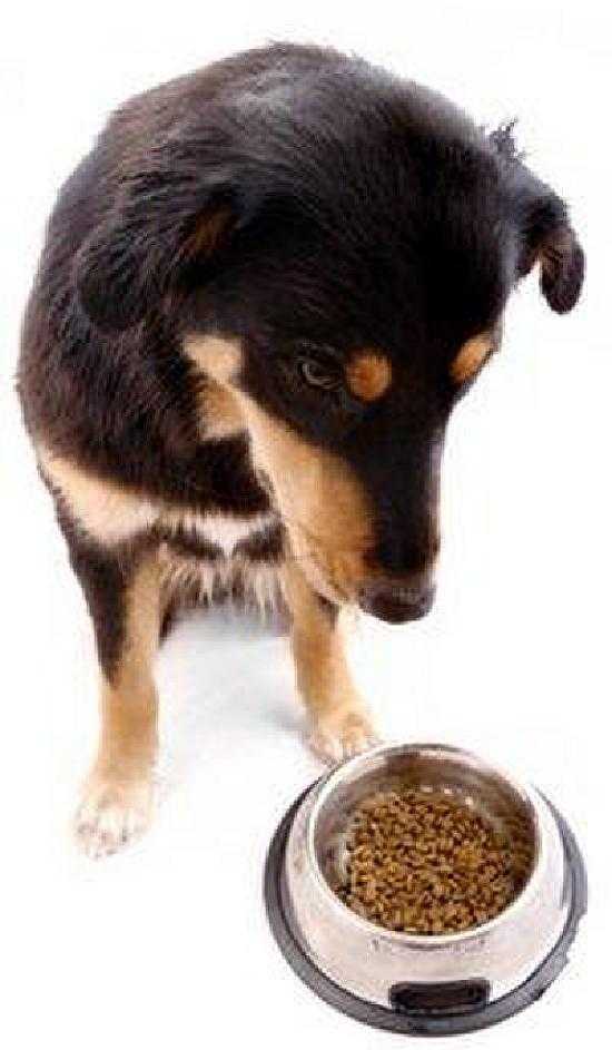 Почему собака не ест сухой корм или перестала его есть, что делать