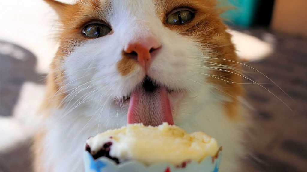 ᐉ почему кошкам нельзя сладкое? - ➡ motildazoo.ru