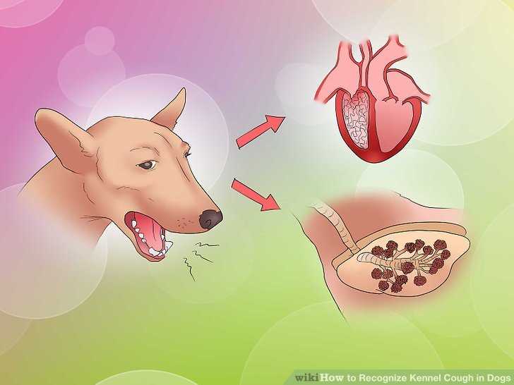Неприятный запах изо рта у собак — основные причины и что делать?