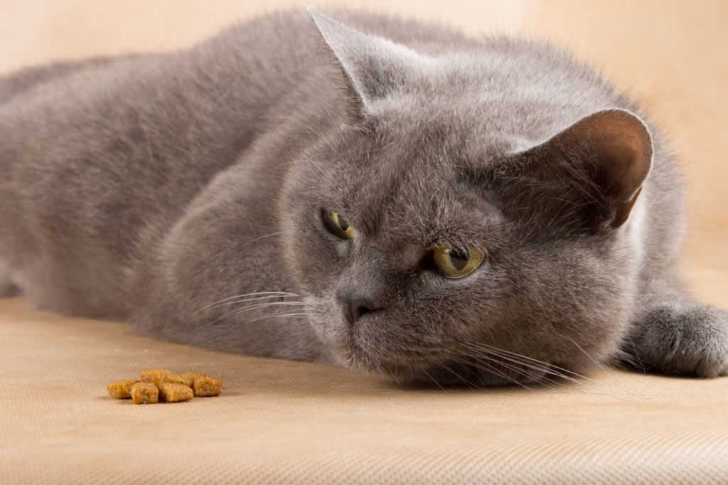 Кошку рвет после еды: возможные причины, что делать владельцу