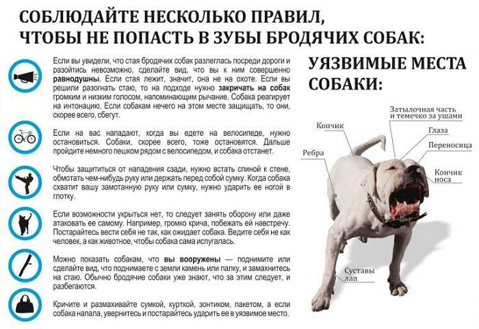 ᐉ как приучить щенка к дисциплине - ➡ motildazoo.ru