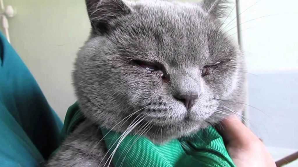 Почему кот сфинкс чихает? причины и что делать?