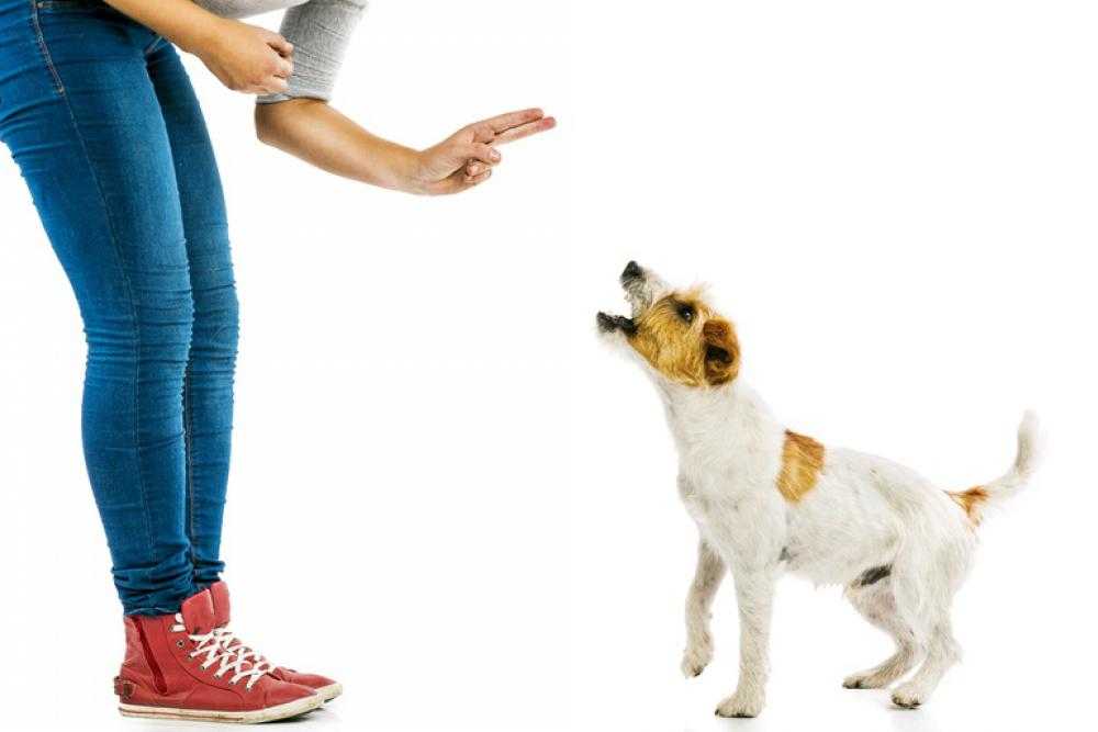 Как побороть страх собаки перед чужими людьми