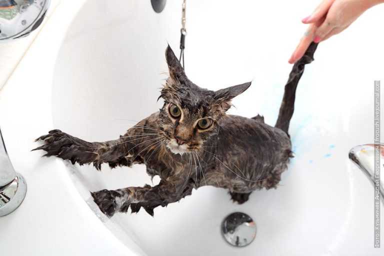 Как правильно купать кошку, если она боится воды: рекомендации
