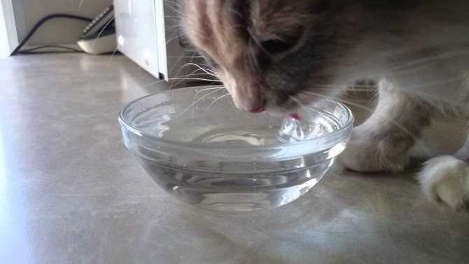 Кот стал много пить воды?