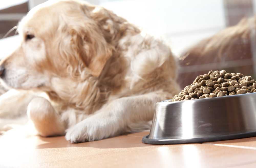 Почему собака не ест: причины отсутствия аппетита, лечение – преданное сердце