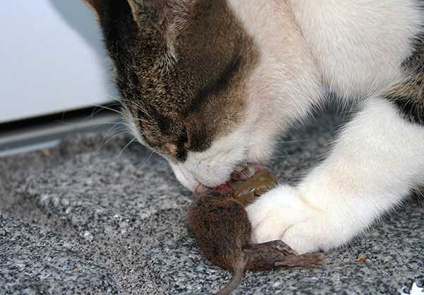 Отравление крысиным ядом у кошек: симптомы и лечение