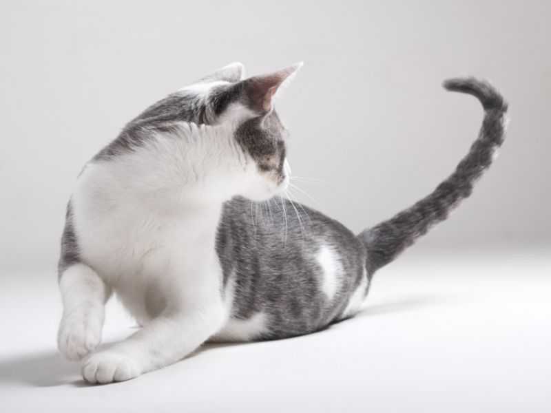 Все что нужно знать о том, по каким причинам кошка может тряски своим хвостом