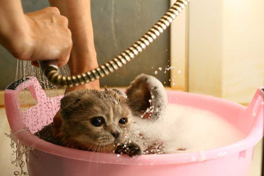 С какого возраста можно купать котят британцев? как правильно мыть в первый раз? как мыть британскую кошку когда можно купать котенка британца первый раз