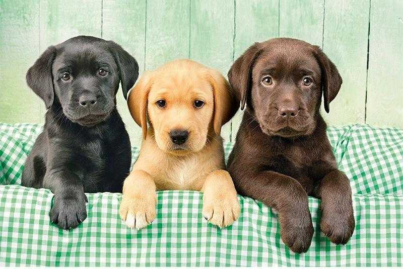 Лабрадор-ретривер фото собаки, цена щенка, описание породы, отзывы
