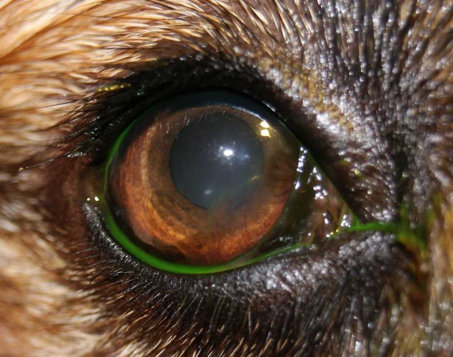 Гноятся глаза у собаки? конъюнктивит и другие заболевания лечат у нас!