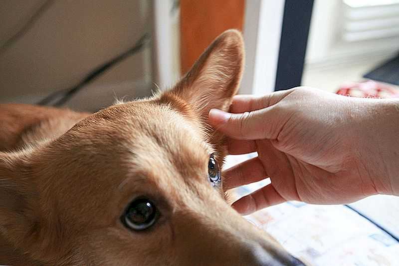 Собаки которые прижимают уши
