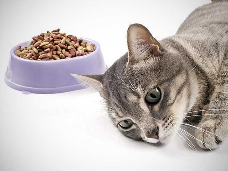 Как приучить кошку к сухому корму?