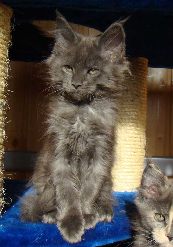 Котята мейн-куна (25 фото): до какого возраста они растут? как выглядят кошки в 1 и 2, 3 и 4, 5 и 6 месяцев?