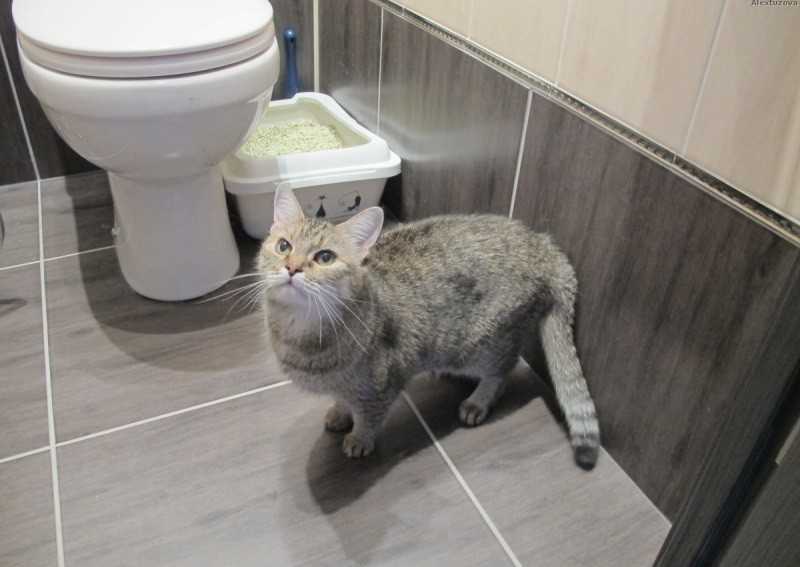 Почему кошка ходит в туалет мимо лотка