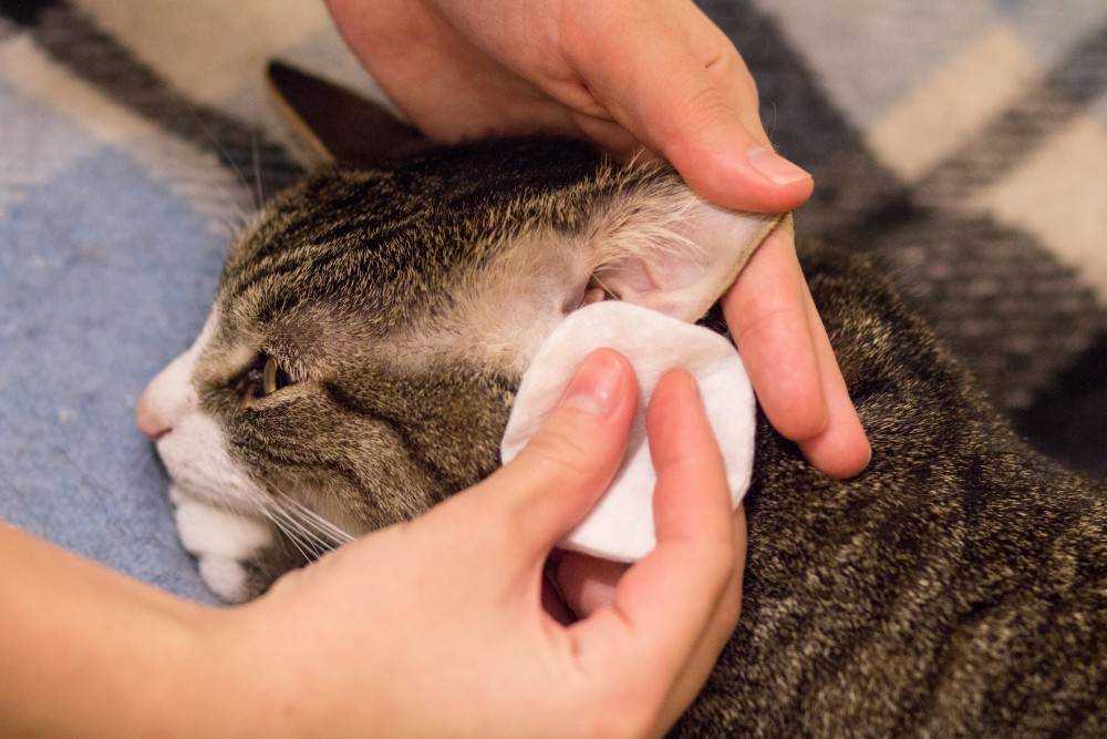 Как правильно почистить коту или котенку уши от серы и клещей в домашних условиях, как быть, если он не дает это делать?