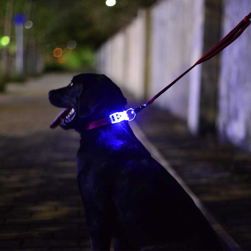 Как пользоваться светящимся ошейником для собаки