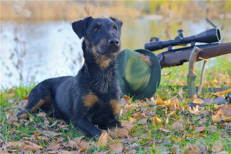 Популярные породы собак для охоты, их характеристики и охотничьи способности