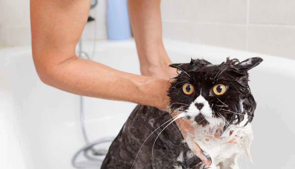 Как помыть кошку - 7 полезных советов