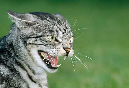 Кошка шипит на хозяина, чужих людей или определенного человека: почему это происходит и что делать?
