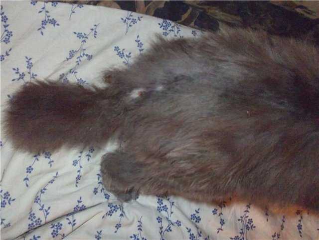 Облысение хвоста у кота лечение
