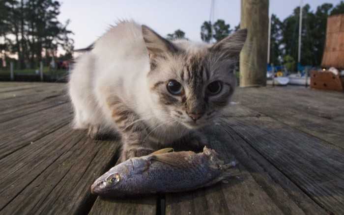 Почему нельзя рыбу кастрированным котам и стерилизованным кошкам: можно ли иногда давать и какой лучше кормить - сырой, вареной или соленой?