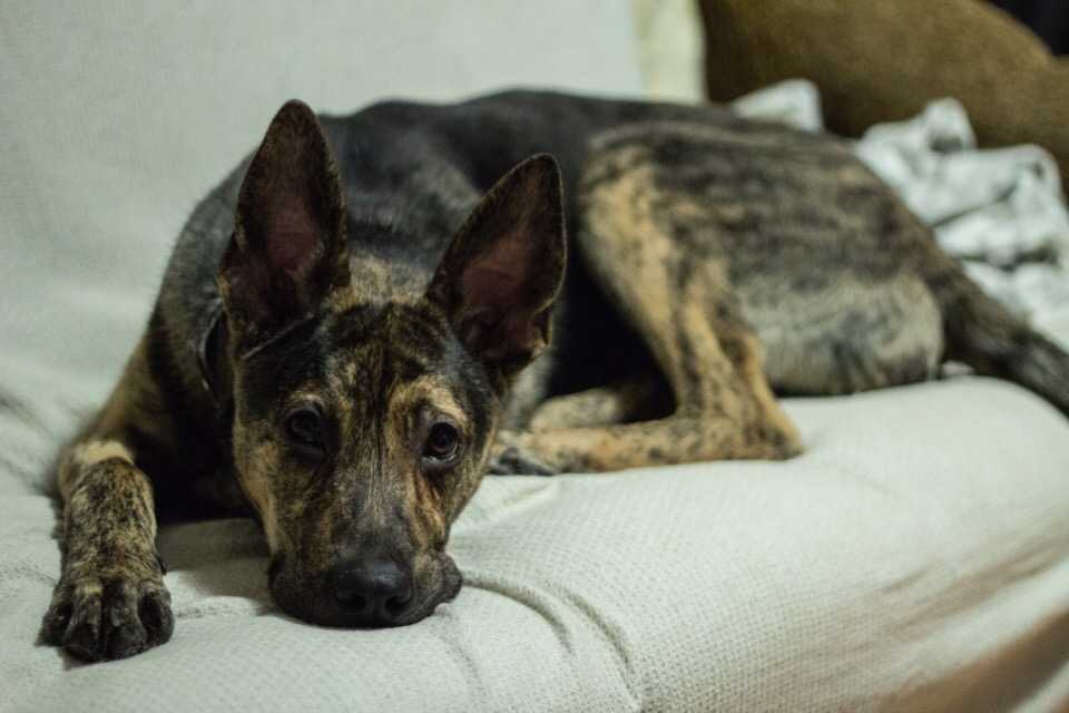 Простатит у собак - заболевания предстательной железы у собак в москве. ветеринарная клиника "зоостатус"