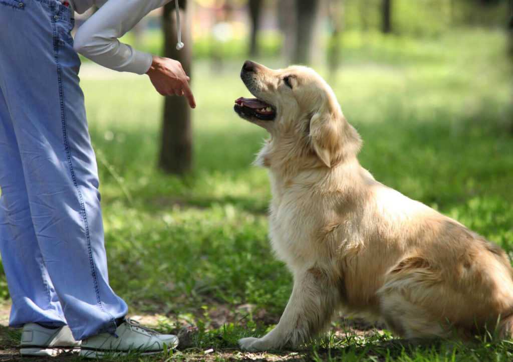 Как научить собаку командам: базовые и дополнительные команды, методы дрессировки