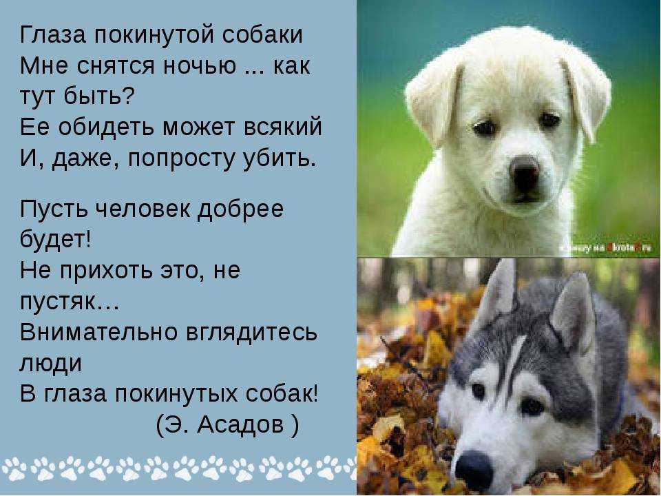 К чему снится собака женщине? значение и толкование сна - tolksnov.ru