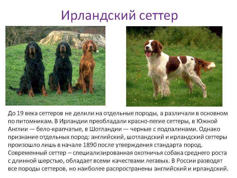 Сеттер (54 фото): описание английского сеттера и других пород. собаки черного, красного, рыжих и других окрасов. выбор щенка