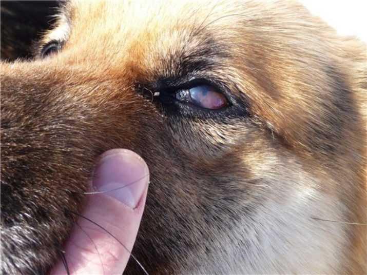 Как лечится бельмо на глазу у собаки