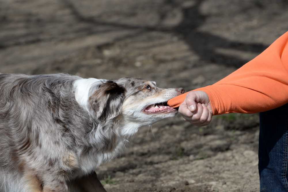 Как отучить щенка или собаку кусаться: причины укусов, методы воспитания взрослой или молодой особи,как отучить собаку кусаться за руки и за ноги