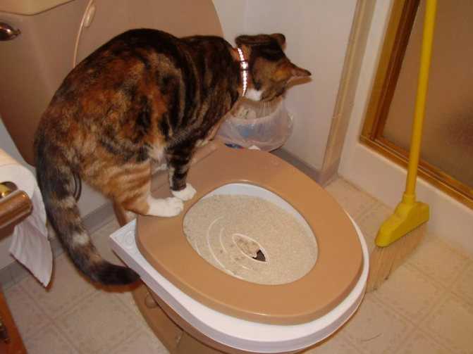 Кот мало ходит в туалет - «айболит плюс» - сеть ветеринарных клиник