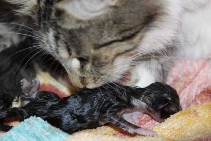 Как определить начинающиеся роды у кошки?