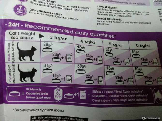 Как правильно кормить кошку: советы, сколько раз в день кормить сухим, влажным и натуральным кормом
