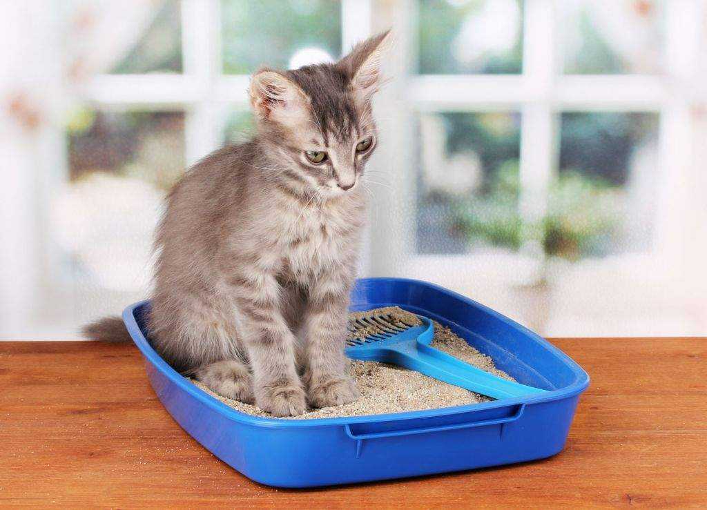 Как приучить котенка к лотку в квартире легко и быстро: проверенные способы, советы и рекомендации