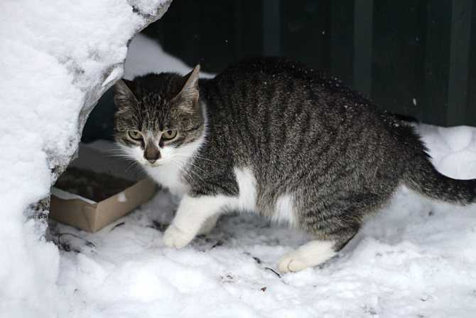 Мерзнут ли кошки зимой на улице - какой мороз выдерживают