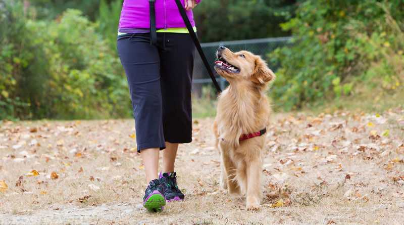 Как и когда начинать гулять со щенком? | hill's pet