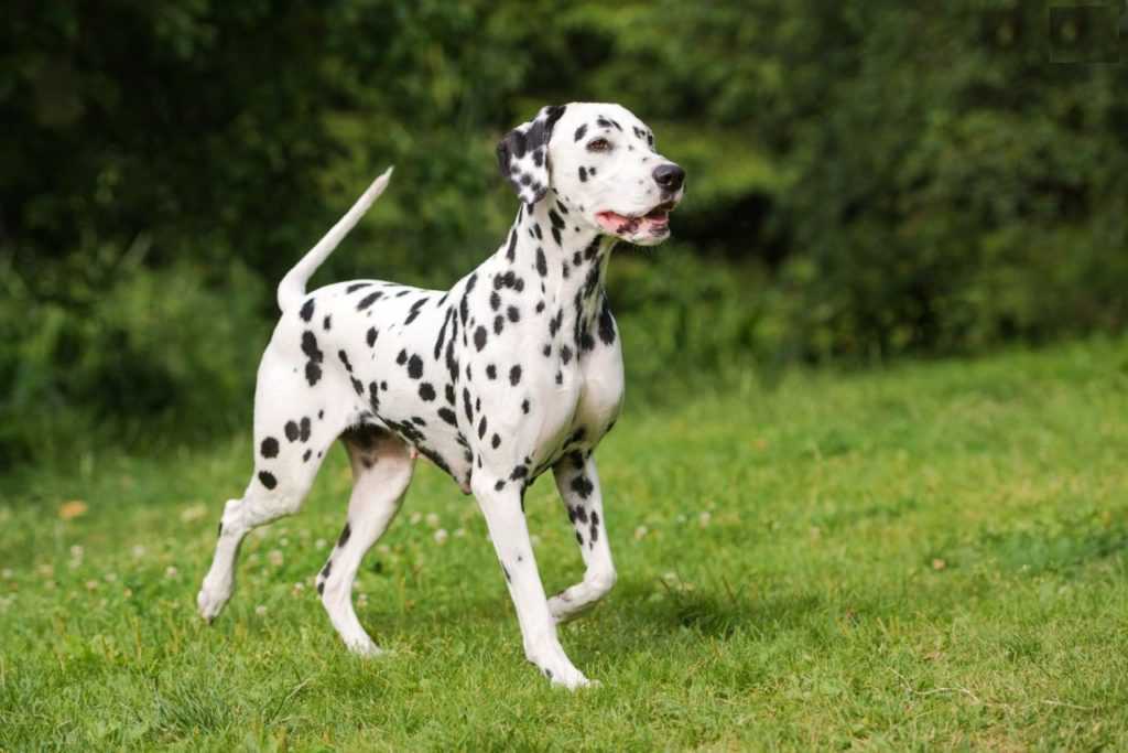 Далматин собака. описание, особенности, уход и цена далматина