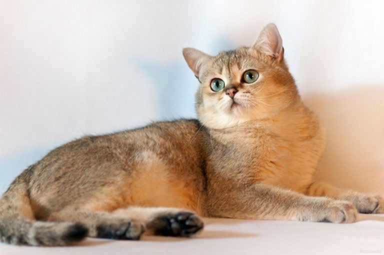 Кошка золотая шиншилла: характеристика, выбор и условия содержания